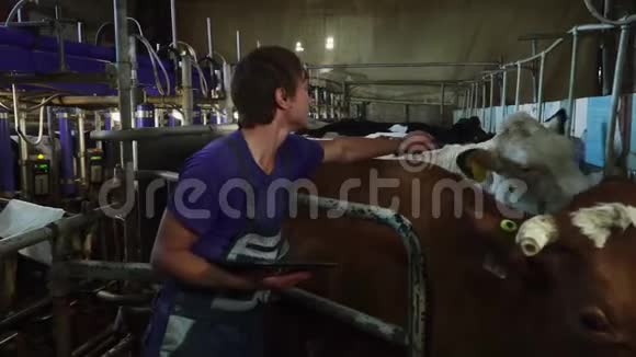 年轻的农场工人在牛棚里抚摸一头牛视频的预览图