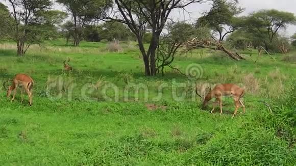 坦桑尼亚的黑斑羚羚羊视频的预览图