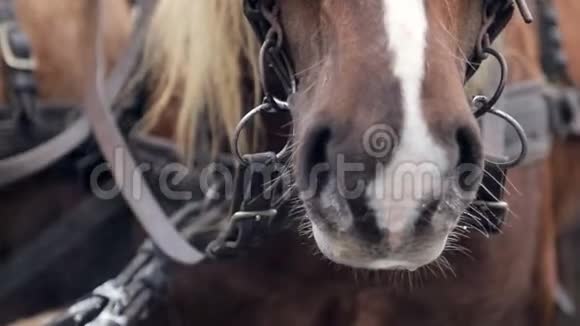 把一匹棕色的马的嘴和鼻子一股蒸汽在寒冷的时候从鼻孔里冒出来视频的预览图