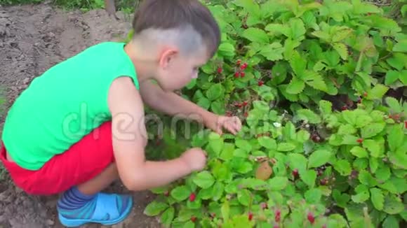 四岁的孩子从灌木丛中采摘浆果视频的预览图