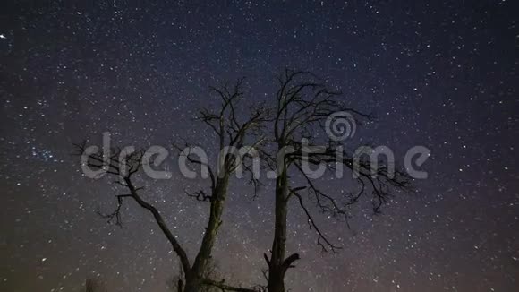 两棵树在星空的映衬下时间点视频的预览图