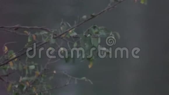 近湖边树的延时视频湖底模糊视频的预览图