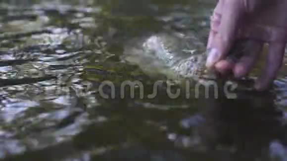 渔民在污染水中触摸死鱼环境灾难生态视频的预览图