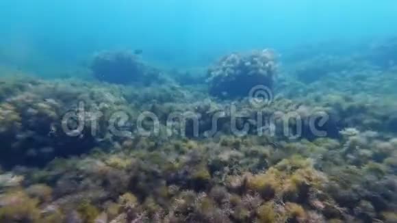 带着热带鱼和海藻潜入海底视频的预览图