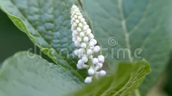 美洲植物白色花序在风中摇曳视频的预览图