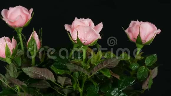 美丽的鲜嫩的盛开的粉红色玫瑰花在花盆里水滴在黑色的背景上旋转视频的预览图