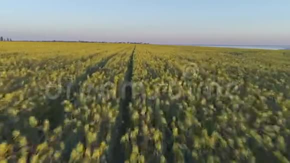 农业美丽的黄花油菜地空中勘测视频的预览图