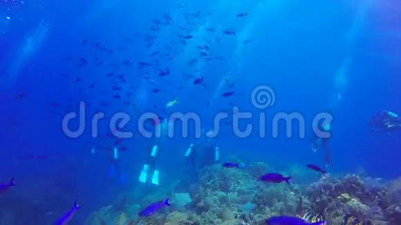 潜水员在五颜六色的礁鱼云中游泳在JardindelaReina古巴视频的预览图