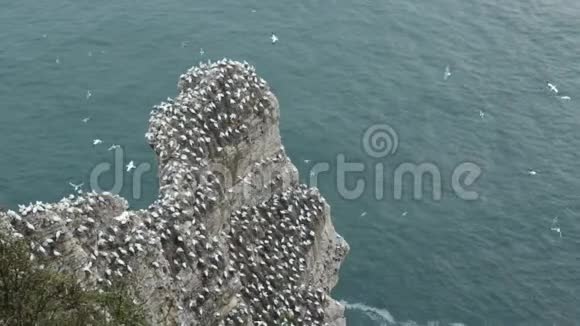 英国约克郡甘奈特莫鲁斯贝桑斯的繁殖群在邦普顿悬崖上筑巢视频的预览图