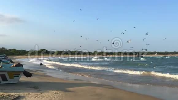 一群海鸥在一个小港湾里钓鱼视频的预览图