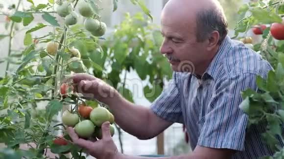 温室里成熟的农民或园丁检查他的番茄质量视频的预览图