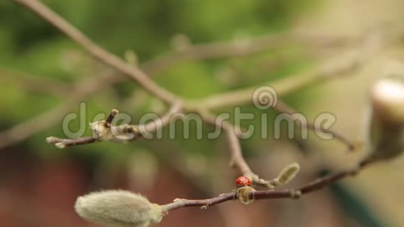 瓢虫在白玉兰的枝芽上缓慢爬行视频的预览图