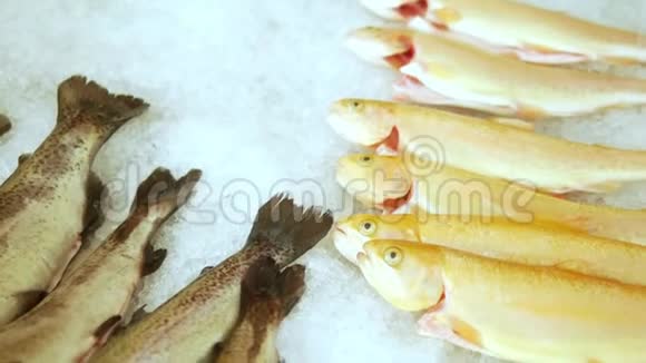 冰上柜台上的金色和虹鳟鱼视频的预览图
