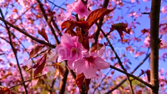 樱枝摇曳在风中特写日本春季视频的预览图