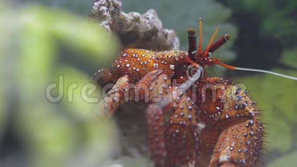 白斑隐蟹是一种色彩最鲜艳的隐蟹视频的预览图