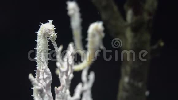 白色的Thorny海马海马组织在海水下游泳视频的预览图