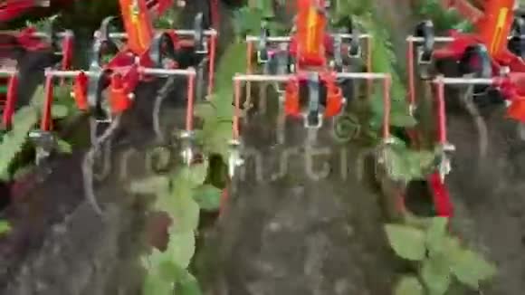 拖拉机清除一排排向日葵上的杂草无化学品的环境友好型农业视频的预览图
