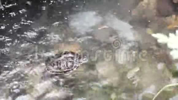 小棕龟游泳视频的预览图