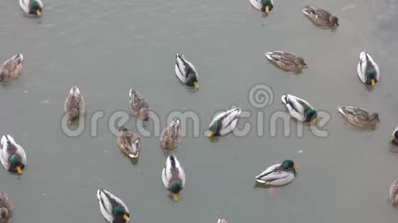 水中有许多公鸭和母鸭视频的预览图