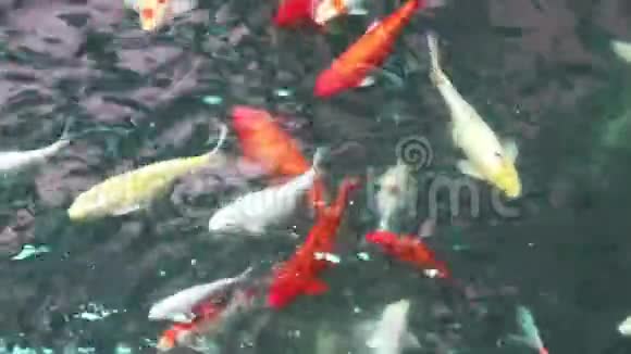 抽象模糊的花鲤鱼锦鲤鱼在池塘里游泳视频的预览图