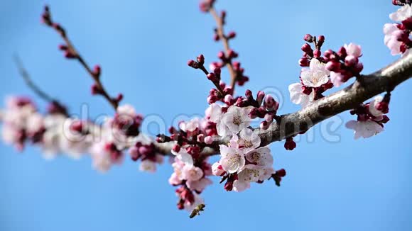 早春采杏花蜜蜂视频视频的预览图