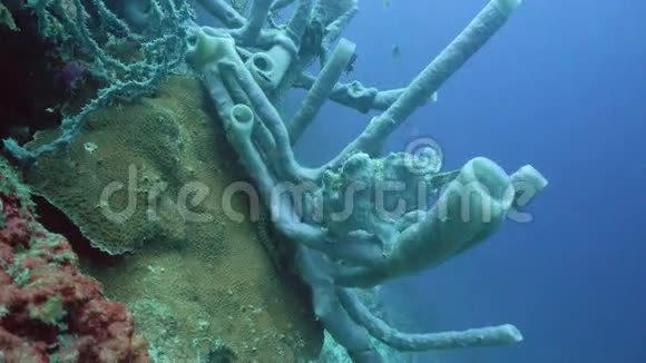 珊瑚上的青蛙鱼视频的预览图