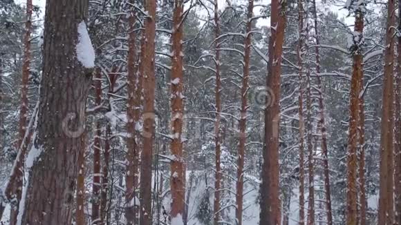 降雪期间冬天公园里的树干相机向上移动视频的预览图