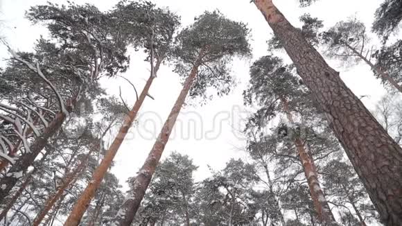 冬天在公园里的松树冠雪覆盖视频的预览图