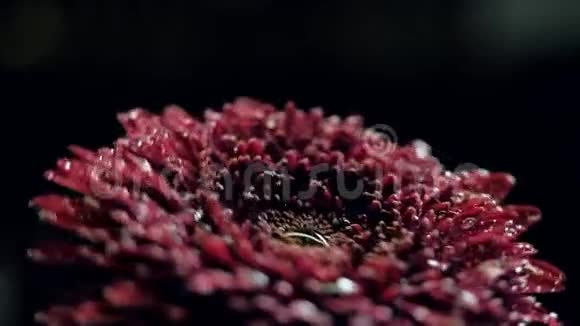 特写酒红色花花瓣上的水滴在灯光下旋转视频的预览图