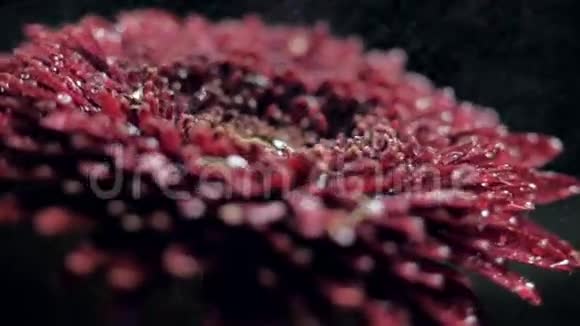 新鲜的模糊的红花水滴在水中喷射视频的预览图