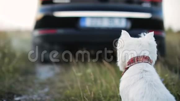 一只悲伤的小狗看着车离开狗坐在地上视频的预览图