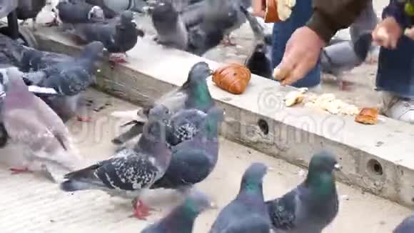 灰城的鸽子在公园里喂面包视频的预览图