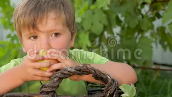 绿叶背景下可爱男孩手中的成熟苹果视频的预览图