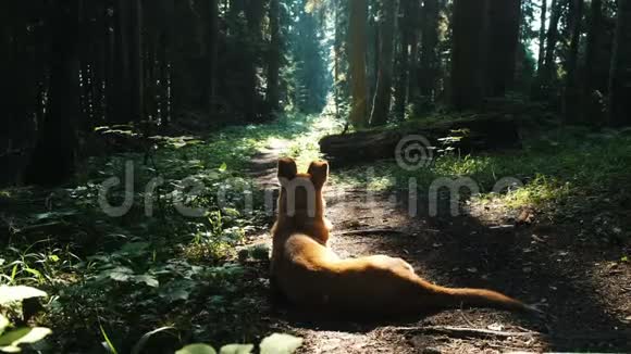 夏天在阳光的照射下狗躺在树林一条小路上视频的预览图