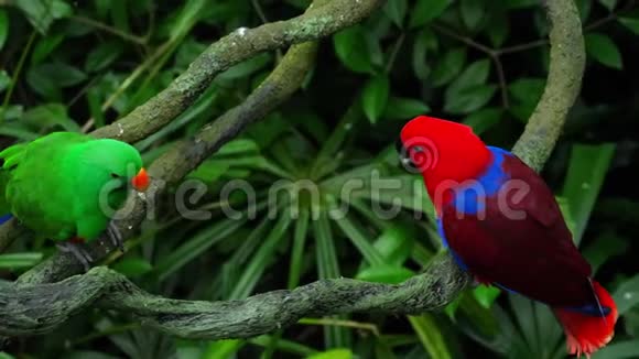 绿和红的鹦鹉视频的预览图