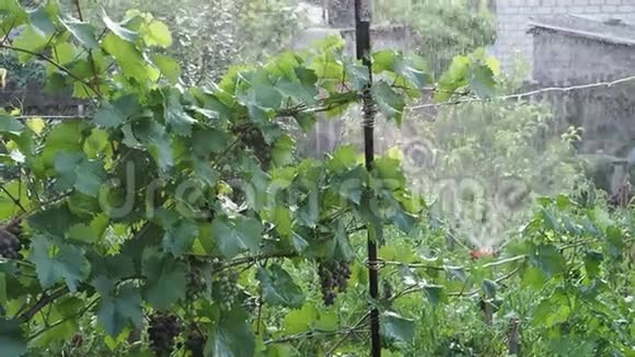 厨房花园里的葡萄自动浇水视频的预览图