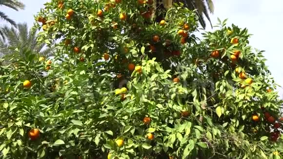 花园里成熟柠檬的画面柑橘种植园的成熟石灰树视频的预览图