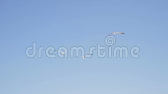 一只海鸥在天空中翱翔特写拍摄4K视频的预览图