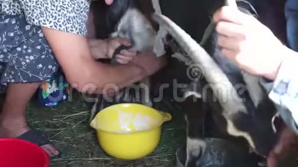在谷仓里挤奶的山羊成熟的女人把牛奶收集到黄色的碗里而男人拿着一只咄咄逼人的山羊山羊在里面视频的预览图