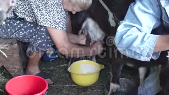 在谷仓里挤奶的山羊成熟的女人把牛奶收集到黄色的碗里而男人拿着一只咄咄逼人的山羊山羊在里面视频的预览图