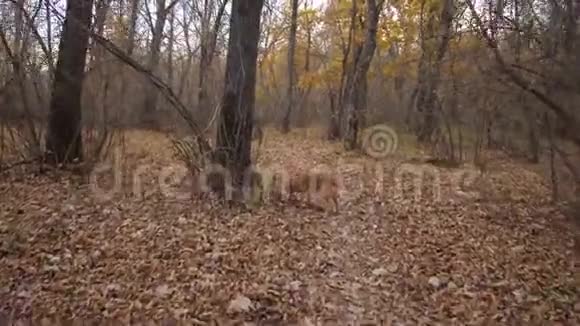 猎狗在秋天的森林里寻找野兽视频的预览图