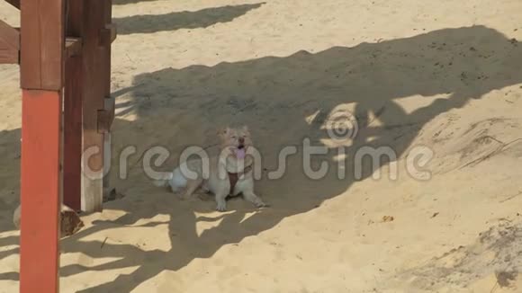 狗躺在海滩上晴朗的夏日视频的预览图