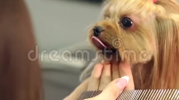 一个梳着约克郡犬梳子的女修复员的特写视频的预览图