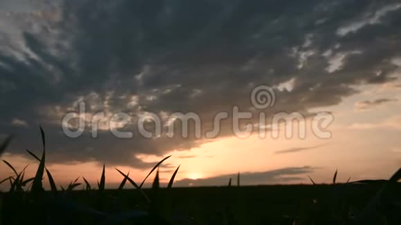 一片绿色麦田的全景剪影背景是夕阳和带有晚霞的史诗般的天空视频的预览图