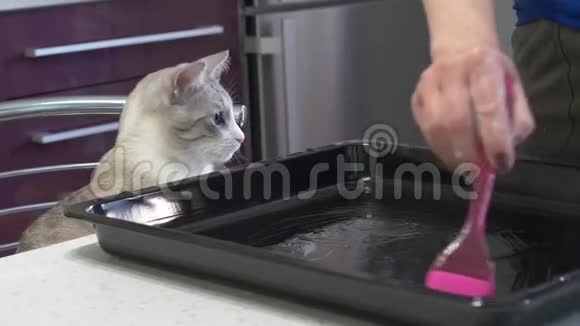猫是浅灰色的蓝色的眼睛坐在餐桌旁的厨房里视频的预览图