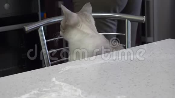 猫是浅灰色的蓝色的眼睛坐在餐桌旁的厨房里视频的预览图