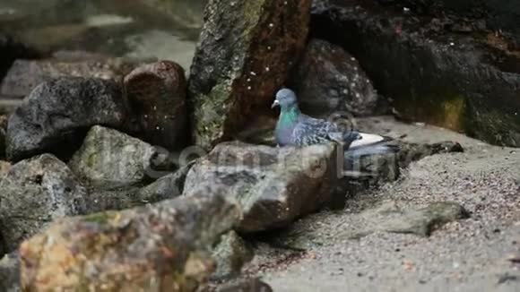 海滩上的鸽子在石头中寻找食物他的翅膀受损了视频的预览图