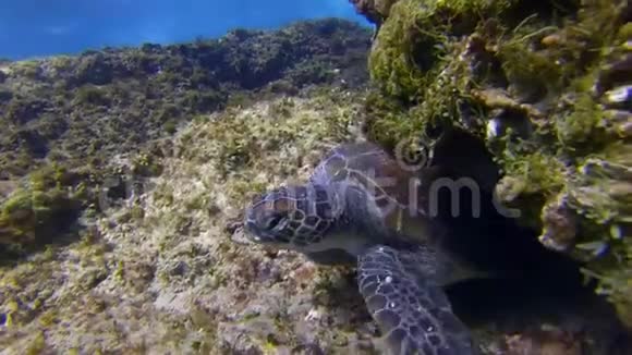 绿海龟海龟游向色彩斑斓的蓝色阳光海面浪视频的预览图