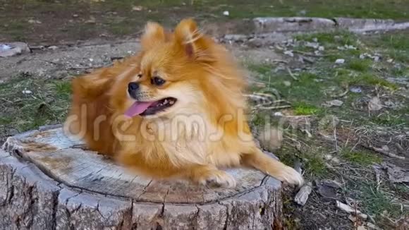 波美拉尼亚狗躺在树桩上视频的预览图