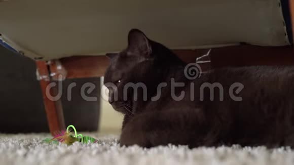 懒洋洋的棕色英国短发猫躺在地上玩老鼠玩具玩猫玩它的猎物老鼠视频的预览图